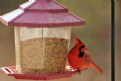 Picture Title - Perching Cardinal