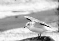 Picture Title - Snow Gull