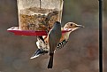 Picture Title - Friends at the feeder