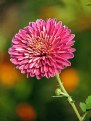 Picture Title - Chrysanthemum