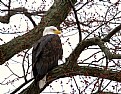 Picture Title - River watcher