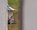 Picture Title - Eye spy Titmouse