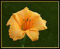 Picture Title - Naomi Ruth Daylily