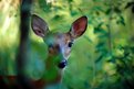 Picture Title - Whitetail Doe