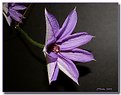 Picture Title - Clematis in the Morning