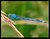 Blue Dragonfly