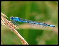 Picture Title - Blue Dragonfly