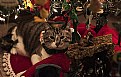 Picture Title - Christmas Cat with Friends.