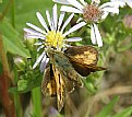 Juba Skipper