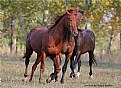 Picture Title - Three Trakens.