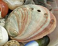 Picture Title - Abalone