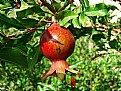Picture Title - Baby Pomegranate!