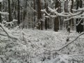 Picture Title - Winter forest
