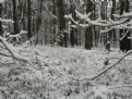 Winter forest