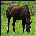 Picture Title - A horse with no name