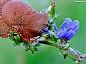 Picture Title - hungry insects