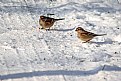 Picture Title - Snow Birds