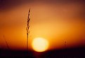 Picture Title - Sun Through Wheat