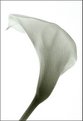 Picture Title - Calla-1