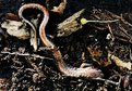 Picture Title - Hibernating Red-Backed Salamander