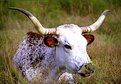 Picture Title - Another Long Horned Bull