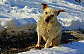 Picture Title - I'm in the snow...