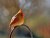 A cardinal on a sunny winters day