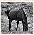 Picture Title - A horse with no name b&w