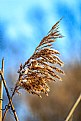 Picture Title - Snow Covered Tall Grass