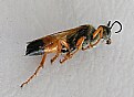 Picture Title - Golden Digger Wasp