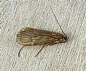 Picture Title - Caddis Fly