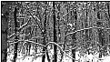 Picture Title - winter trees