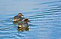 Mallards, natures mates