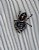 Jumping Spider