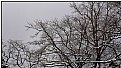 Picture Title - winter trees 2