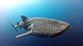 Whale Shark