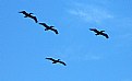 Picture Title - Qusrtet