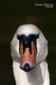 Picture Title - Swan - look at me