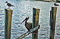 Picture Title - Birds
