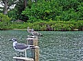 Picture Title - Segulls