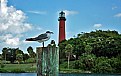 Portrait of a Seagull