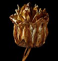 Picture Title - golden dahlia chalice