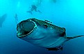 Picture Title - Whale Shark Feeding