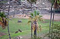 Picture Title - Peaceful Grazing