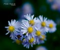 Picture Title - Flowers - The Smell Of Spring