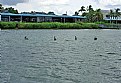 Picture Title - Pelikans