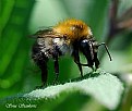 Picture Title - Honey Bee