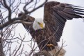 Picture Title - Eagle Wings