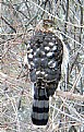 Picture Title - Sparrow Hawk