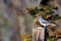 Picture Title - Titmouse on alert